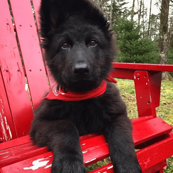 Pastor Alemán Negro Sólido