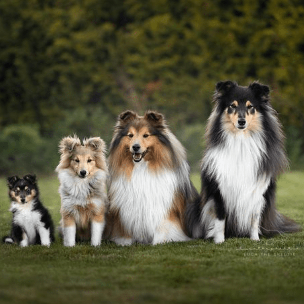 Pastor Shetland en Bogotá