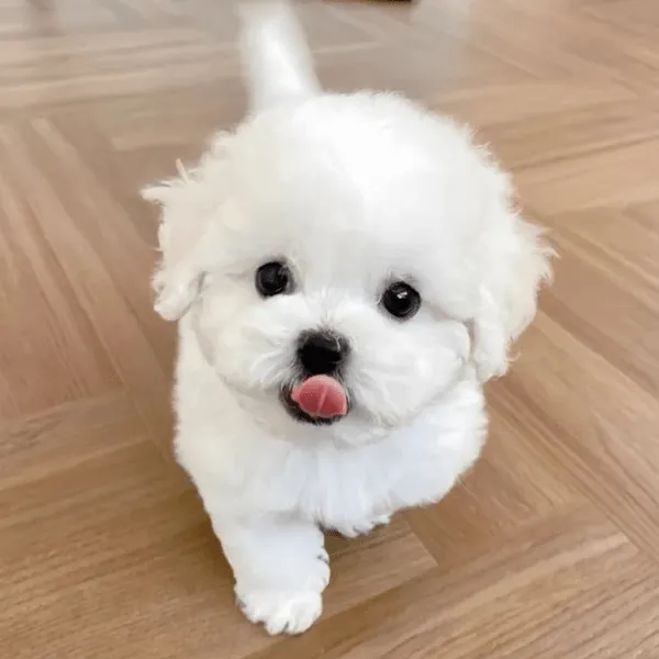 Bichón Maltés en Bogotá