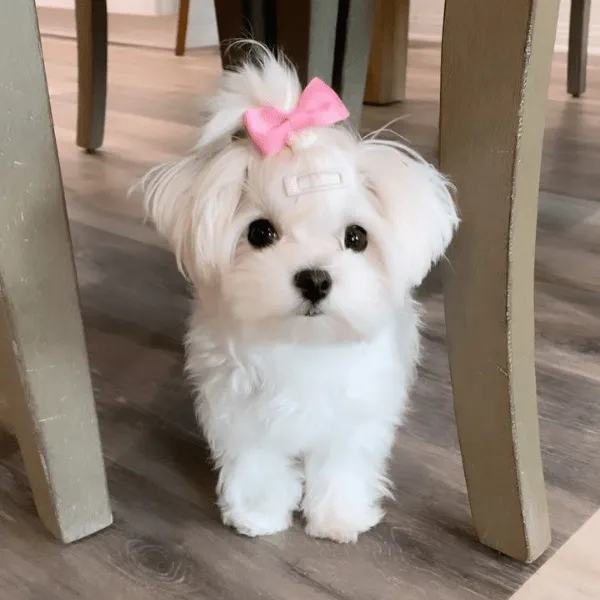 Bichón Maltes en Medellín