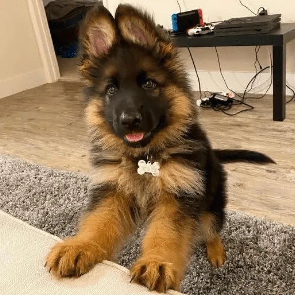Pastor Alemán en Colombia