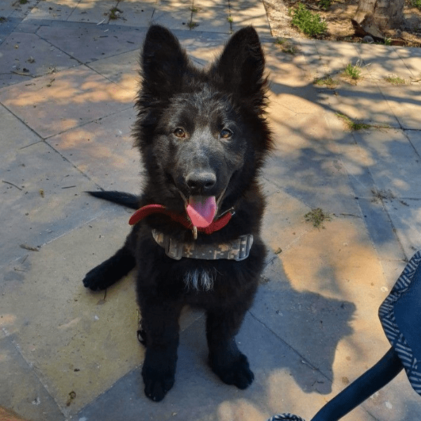 Pastor Alemán Negro Sólido