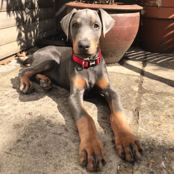 Dóberman Isabelino Colombia