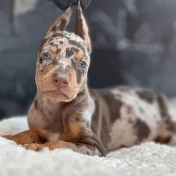 Dóberman Merle Colombia