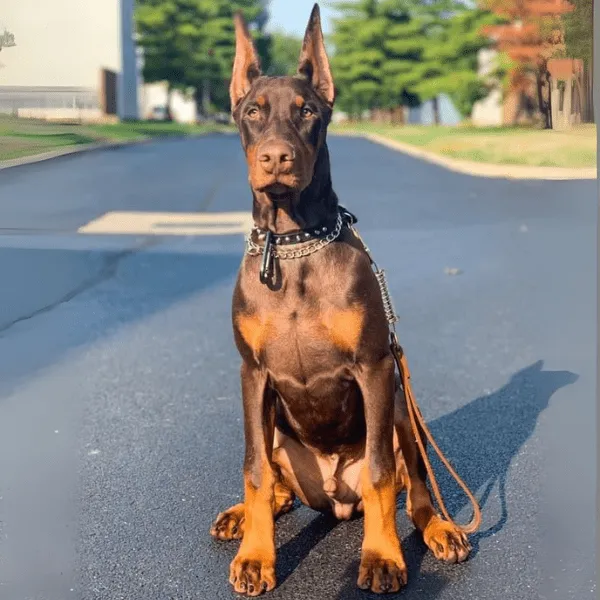 Dóberman Rojo Fuego Colombia