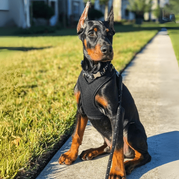 Dóberman en Bogotá