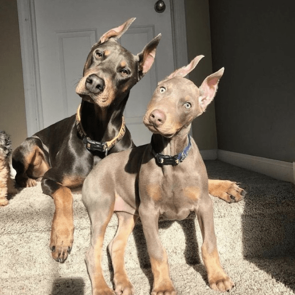 Dóberman Isabelino Colombia