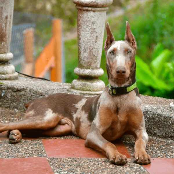 Dóberman Merle Colombia