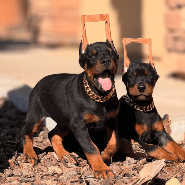 Dóberman Negro Fuego Colombia