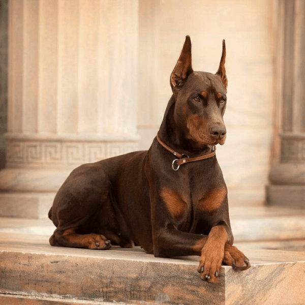 Dóberman Rojo Fuego Colombia