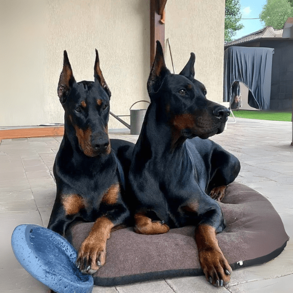 Dóberman en Bogotá