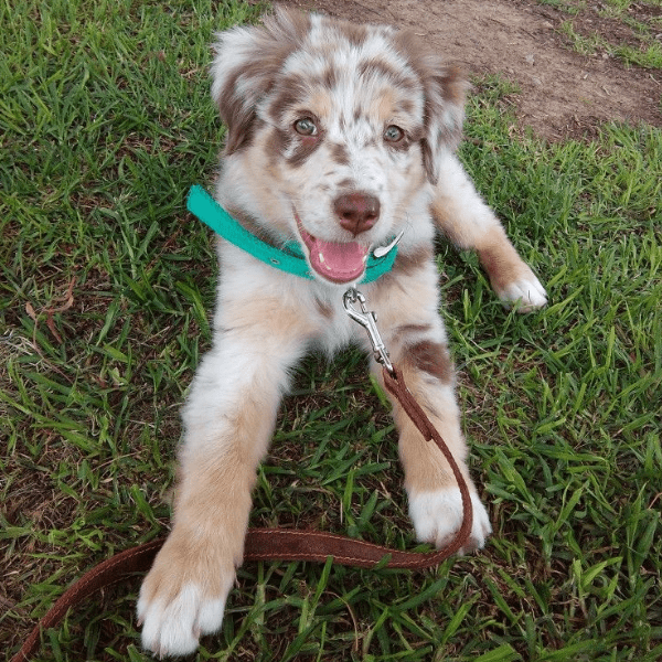 Pastor Ovejero Australiano en Bogotá