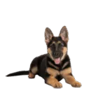 Pastor Alemán Colombia