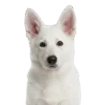 Pastor Alemán Blanco Colombia