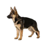 Pastor Alemán de Pelo Corto Colombia