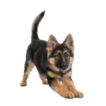 Pastor Alemán de Pelo Largo Colombia