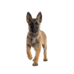 Pastor Belga Colombia