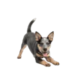 Pastor Ganadero Australiano Colombia