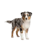 Pastor Ovejero Australiano Colombia 