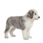 Pastor Ovejero Ingles Colombia