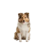 Pastor Shetlan Colombia