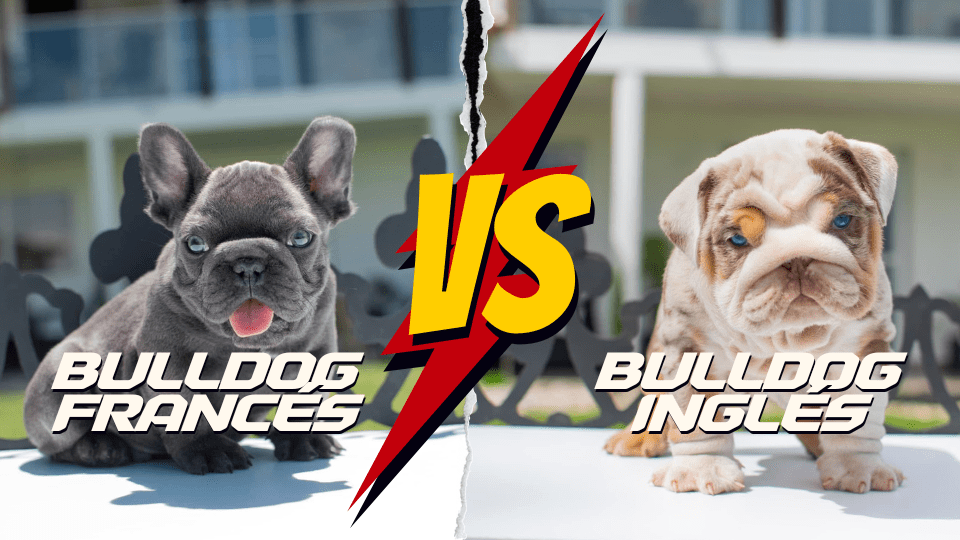 Bulldog Francés vs Bulldog Inglés
