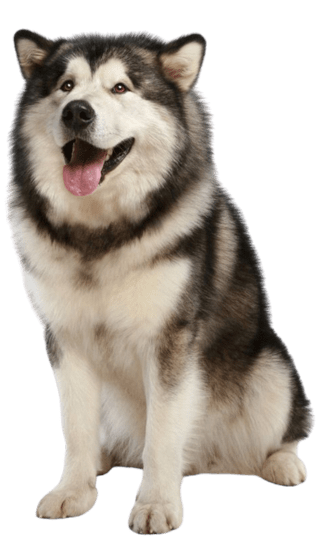 Alaskan Malamute en Colombia