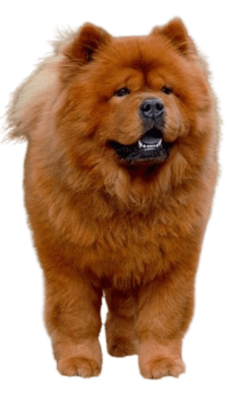 Chow Chow - Dinastía del Cachorro