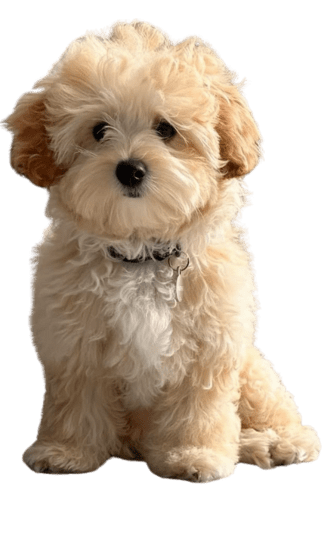 Maltipoo Colombia