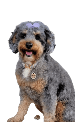 Bernedoodle - Dinastía del Cachorro