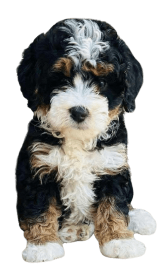 Bernedoodle - Dinastía del Cachorro