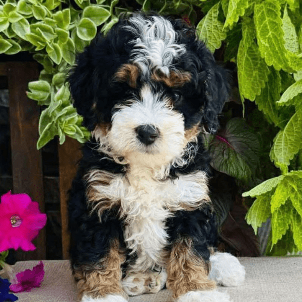 Bernedoodle Bogotá