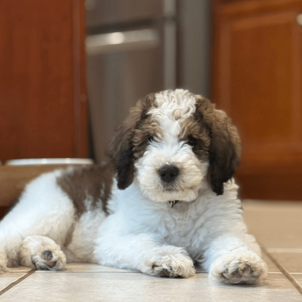 Bernedoodle Medellín