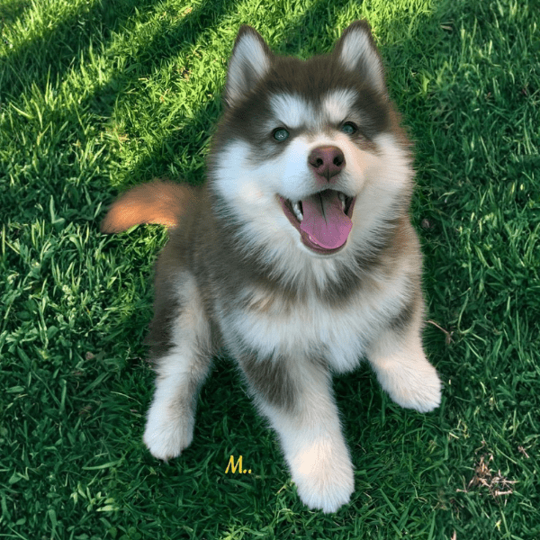 Alaskan Malamute en Bogotá