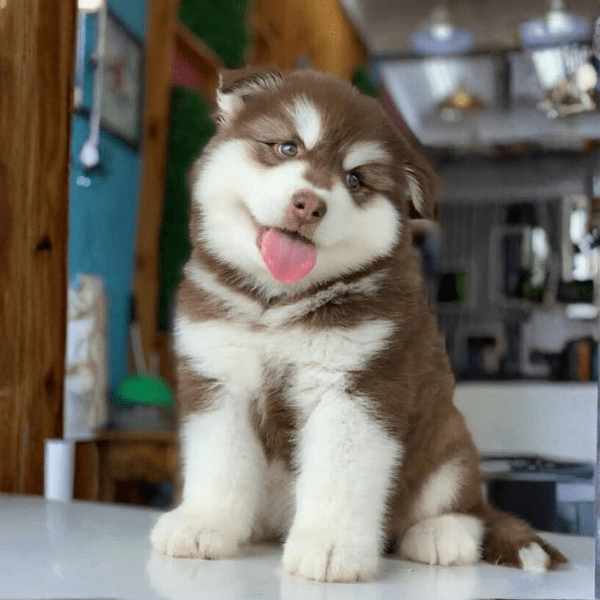 Alaskan Malamute en Medellín