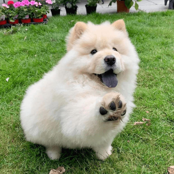 Chow Chow Colombia