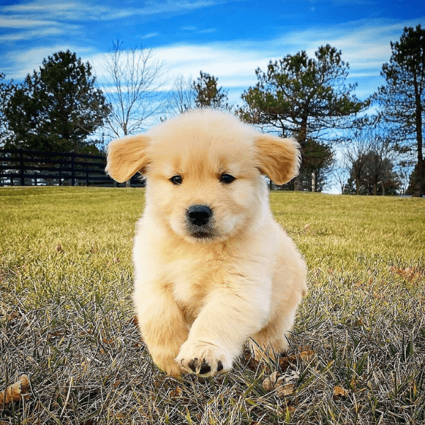 Golden Retriever en Bogotá