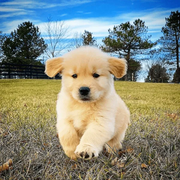 Golden Retriever en Bogotá
