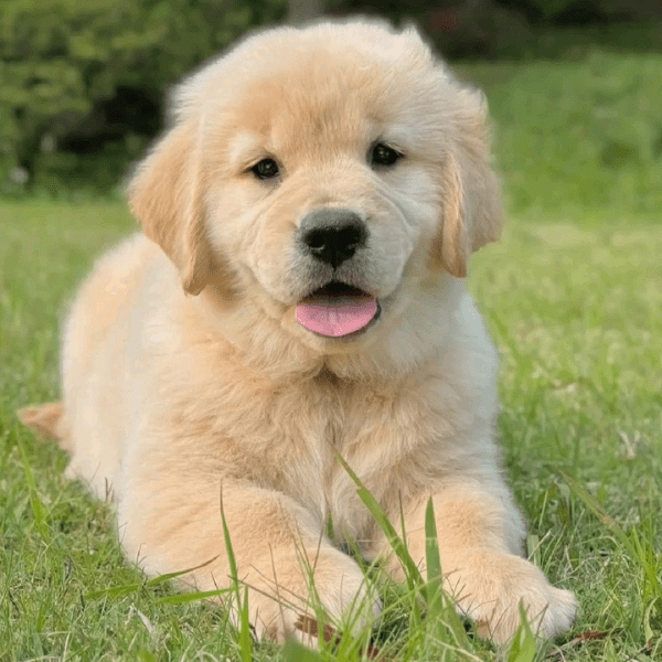Golden Retriever en Medellín