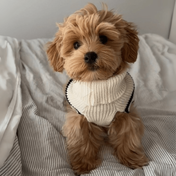 Maltipoo Colombia
