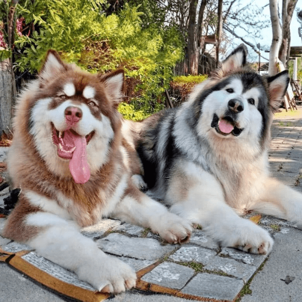 Alaskan Malamute en Bogotá