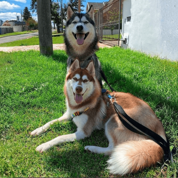 Alaskan Malamute en Medellín