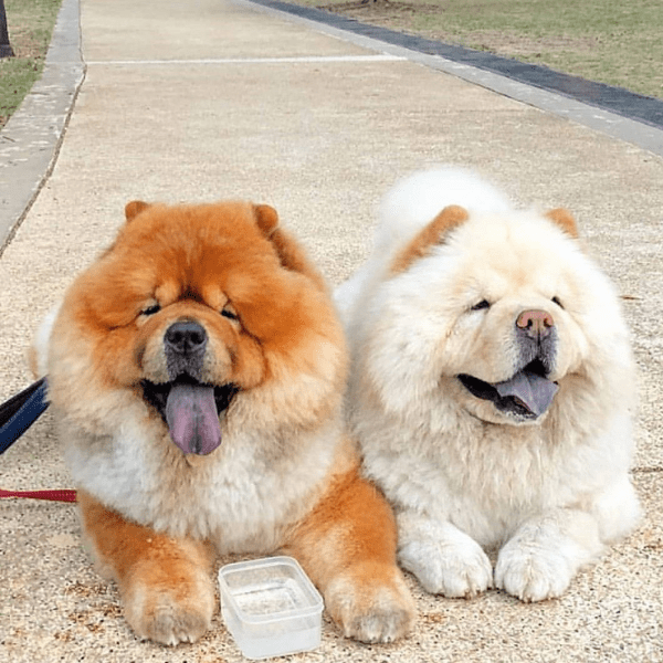 Chow Chow Colombia