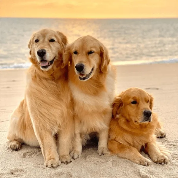 Golden Retriever en Bogotá