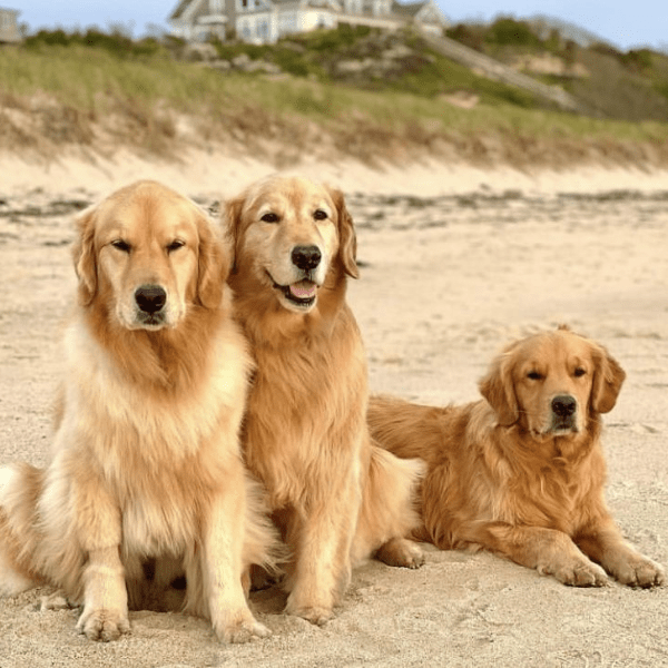 Golden Retriever en Medellín