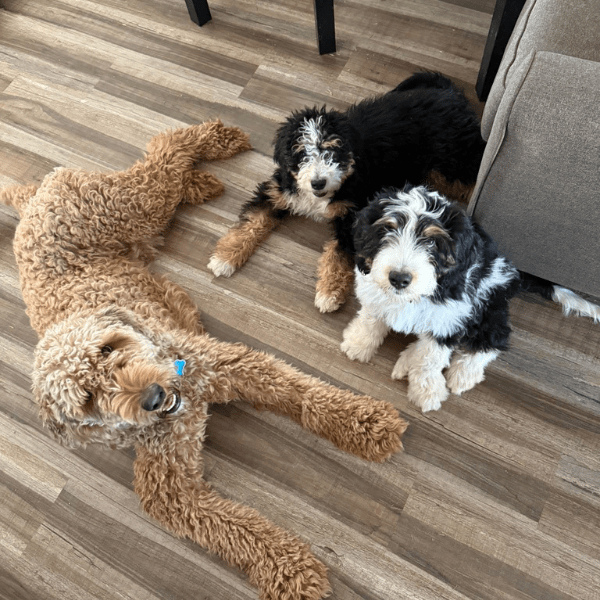 Bernedoodle Medellín