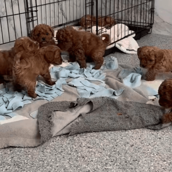 Cavapoo en Medellín