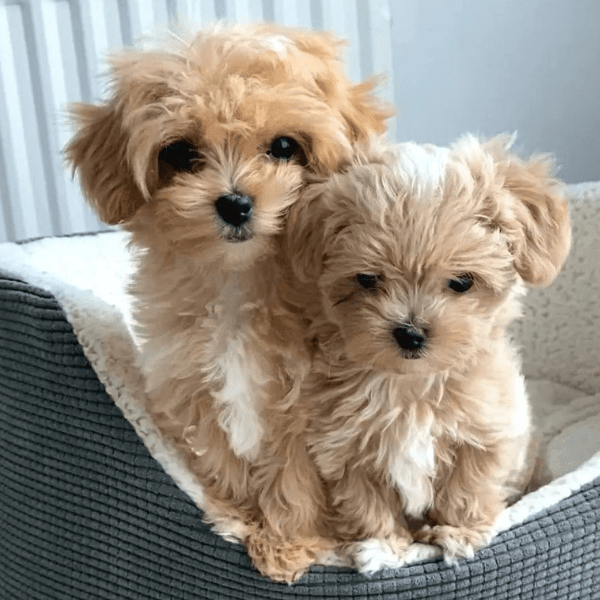 Maltipoo Colombia