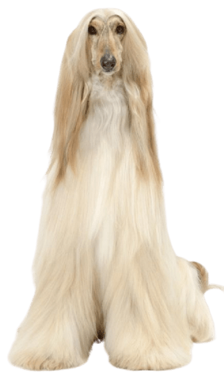 Lebrel Galgo Afgano en Colombia