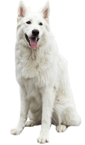 Pastor Alemán Blanco Suizo Colombia